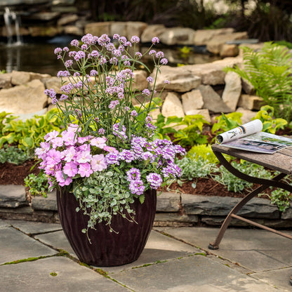 Superbena Sparkling® Amethyst Verbena