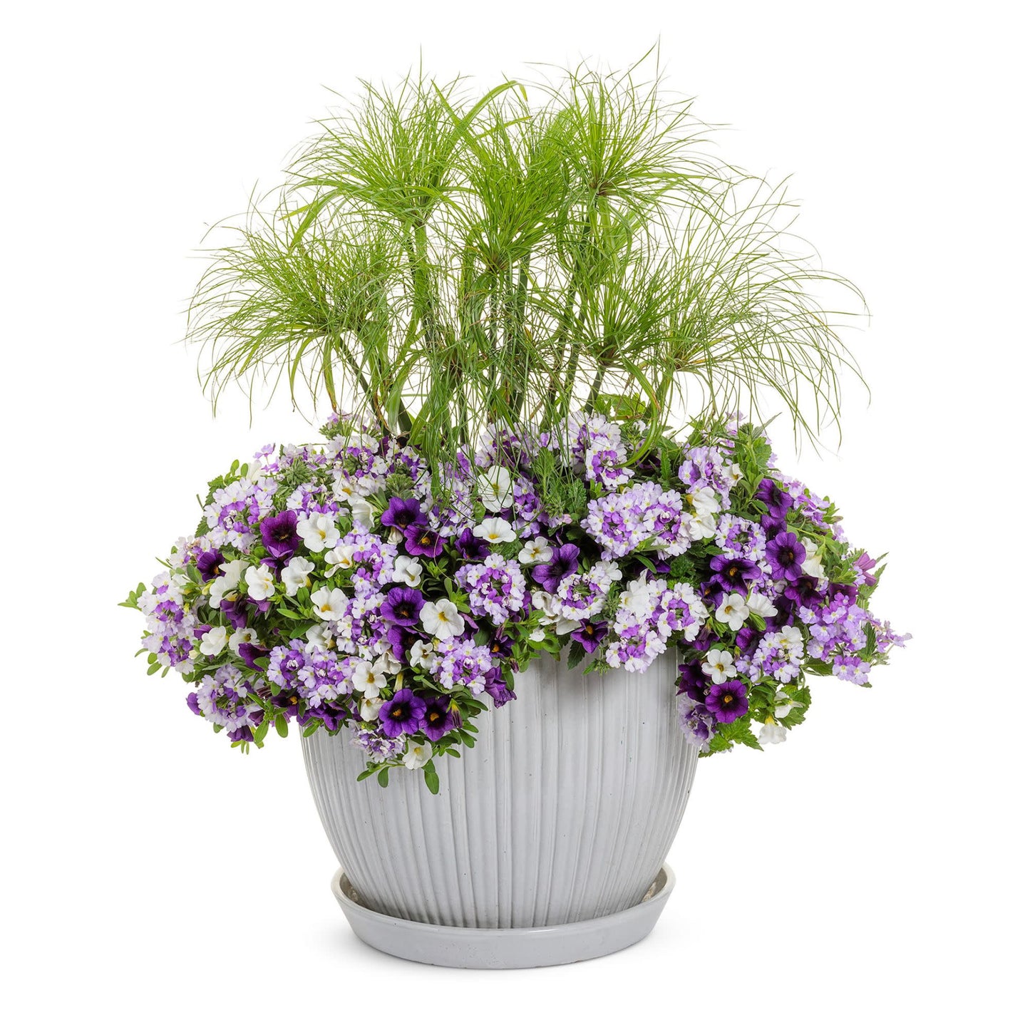 Superbena Sparkling® Amethyst Verbena