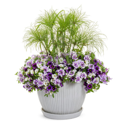 Superbena Sparkling® Amethyst Verbena