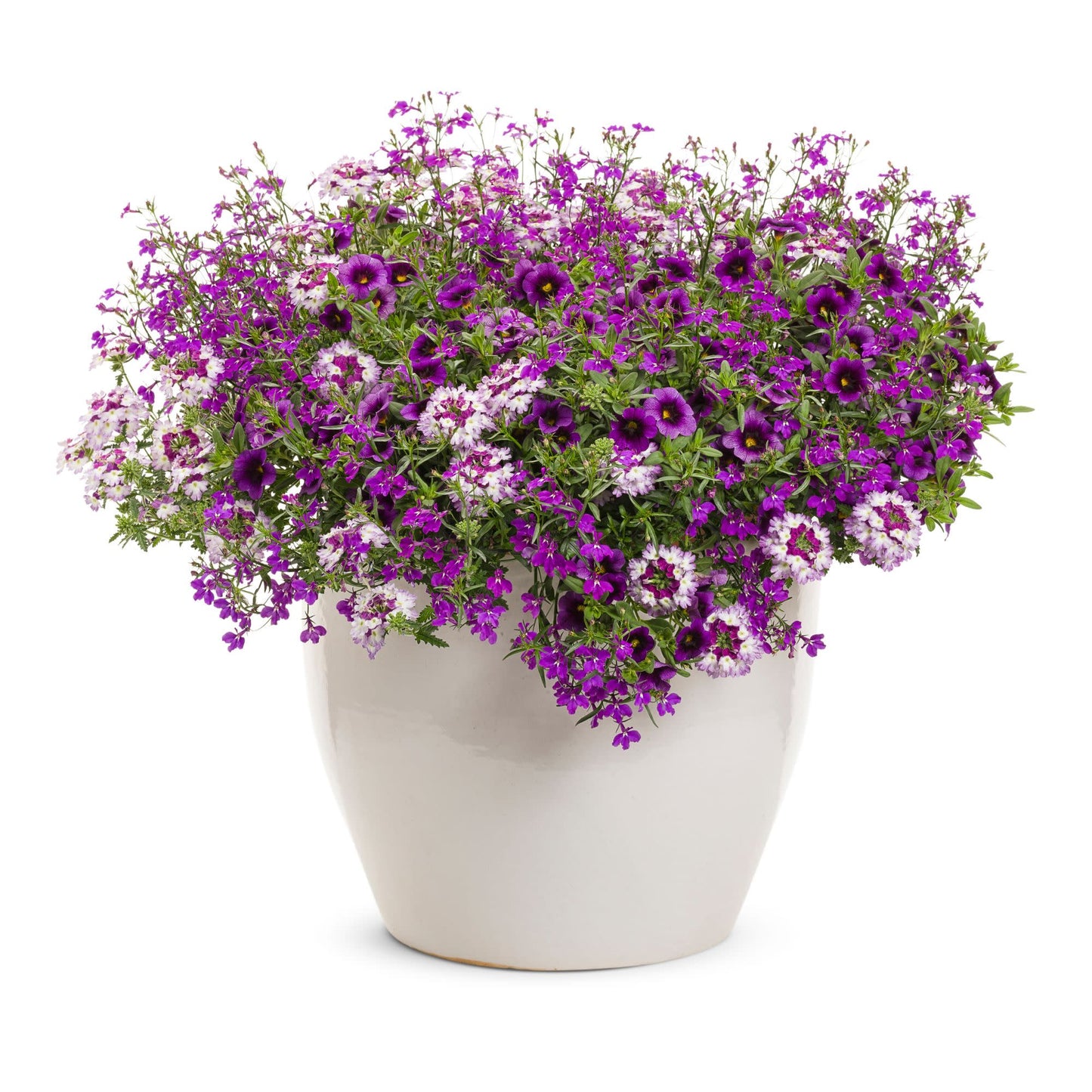 Superbena Sparkling® Amethyst Verbena