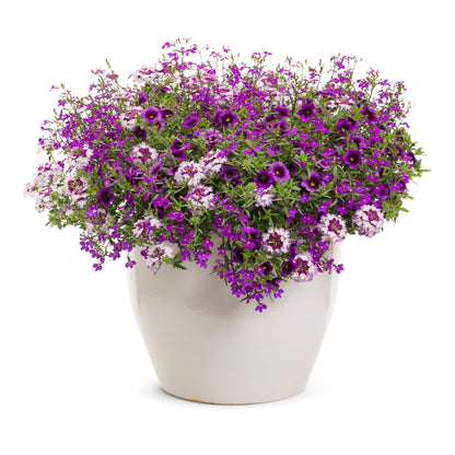 Superbena Sparkling® Amethyst Verbena