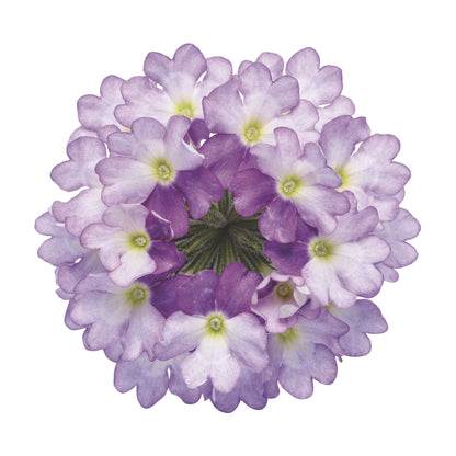 Superbena Sparkling® Amethyst Verbena