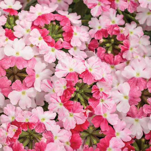 Superbena Sparkling® Rosé Verbena