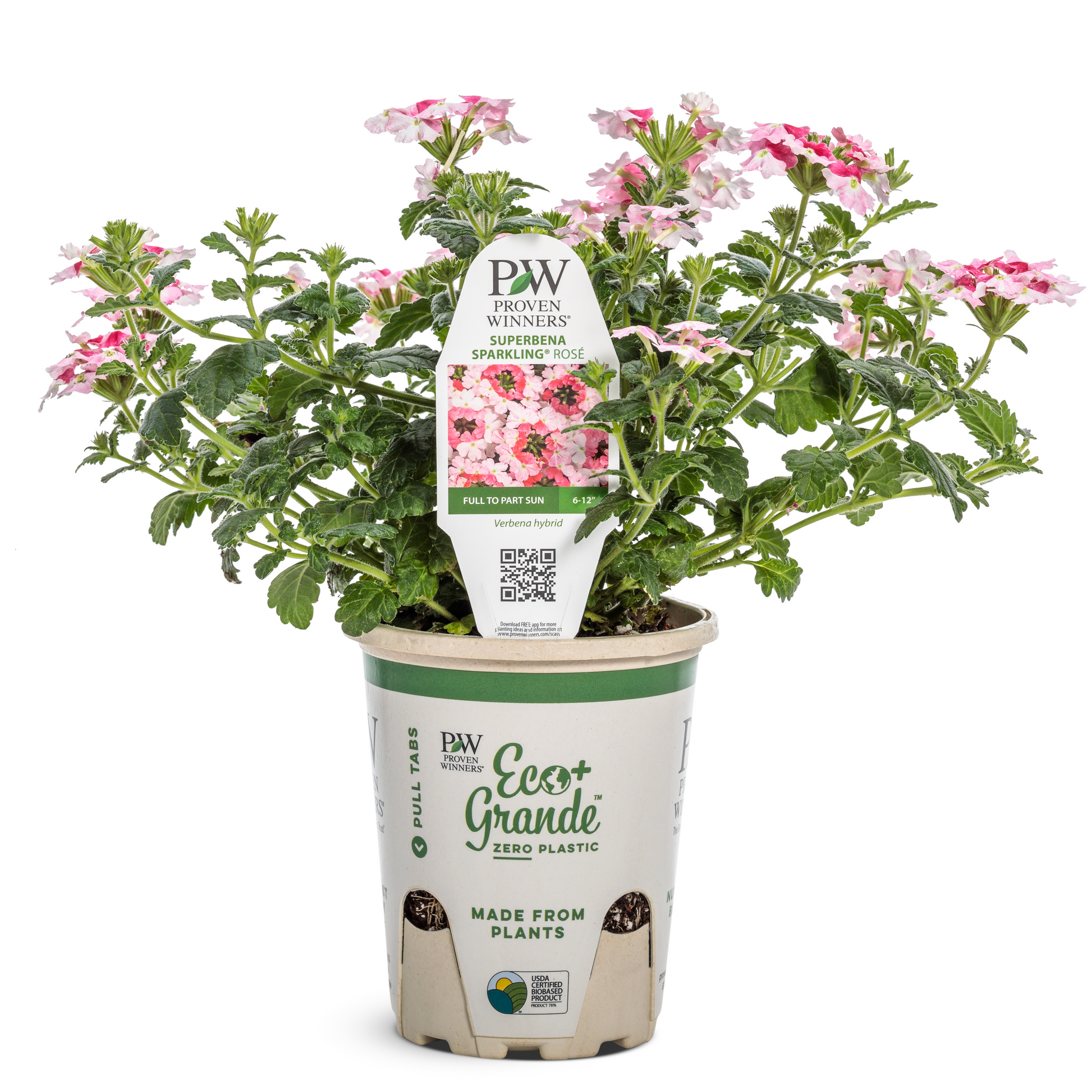 Superbena Sparkling Amethyst in pot.