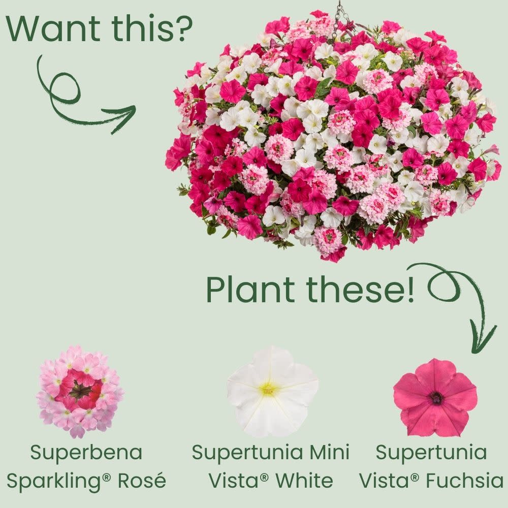 Superbena Sparkling® Rosé Verbena