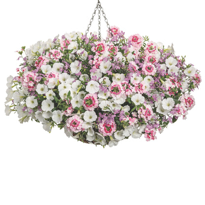 Superbena Sparkling® Rosé Verbena