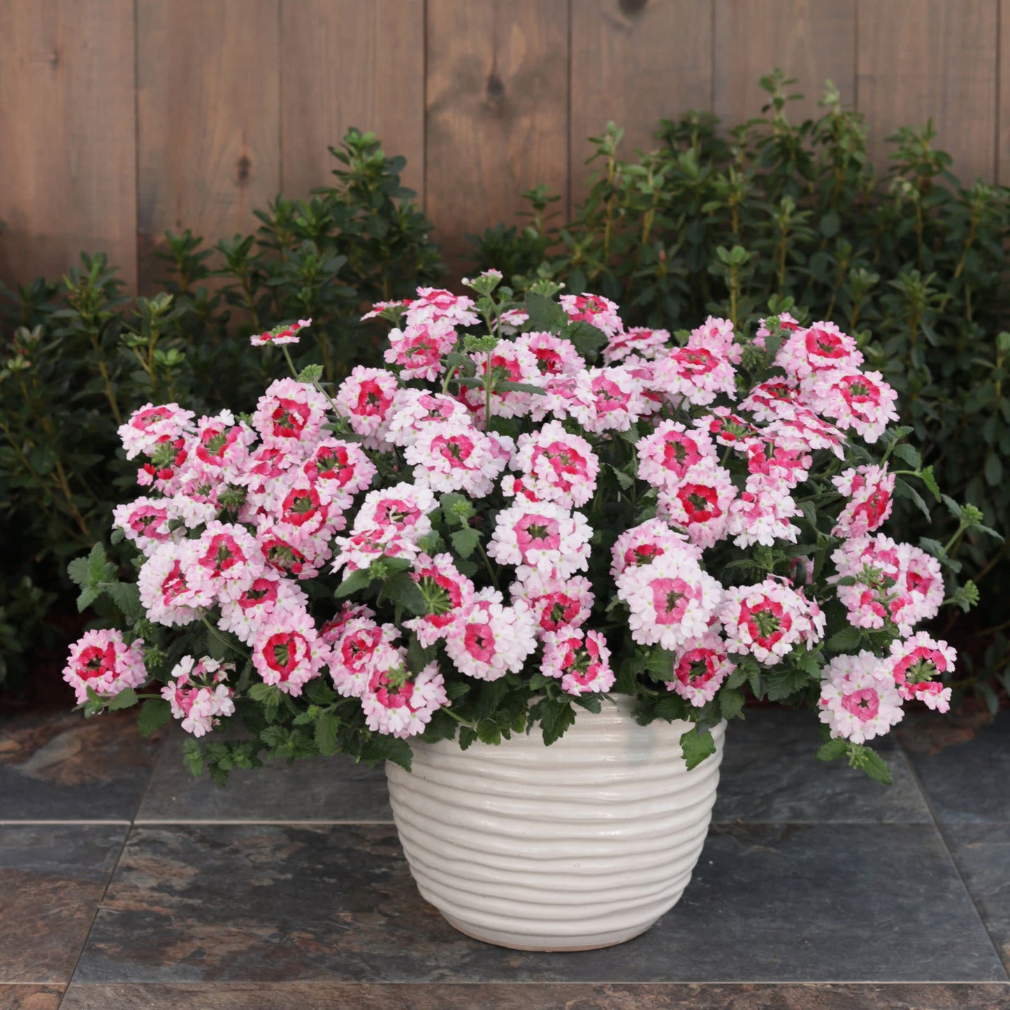 Superbena Sparkling® Rosé Verbena