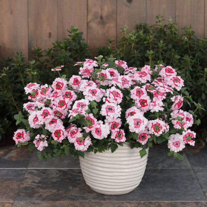 Superbena Sparkling® Rosé Verbena