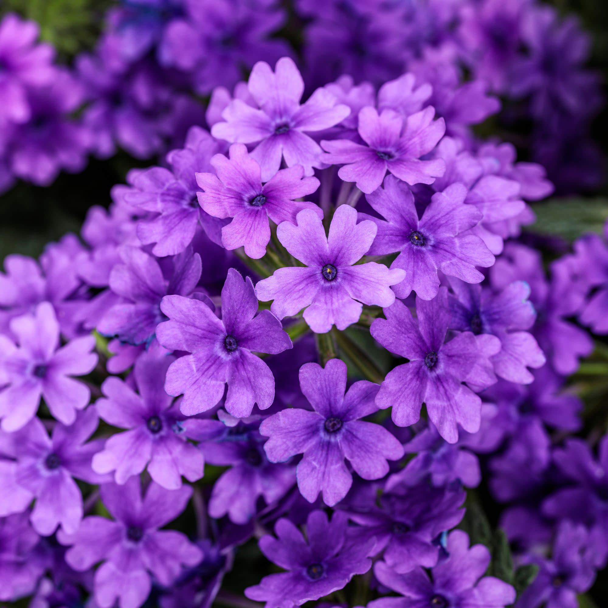 バーナベの花 BENPRW205-CloseUp-1.jpg?v=