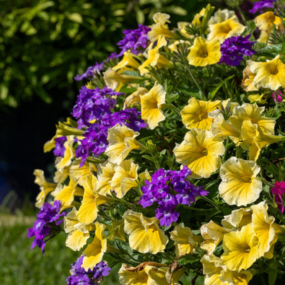 Superbena® Cobalt™ Verbena