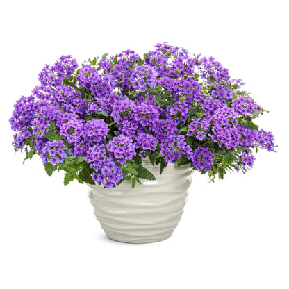 Superbena® Cobalt™ Verbena