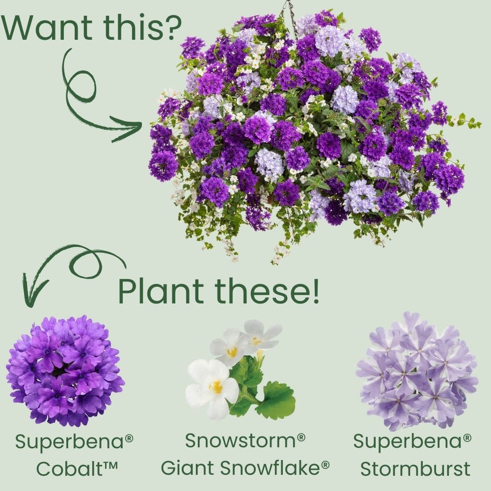 Superbena® Cobalt™ Verbena
