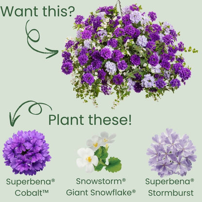 Superbena® Cobalt™ Verbena
