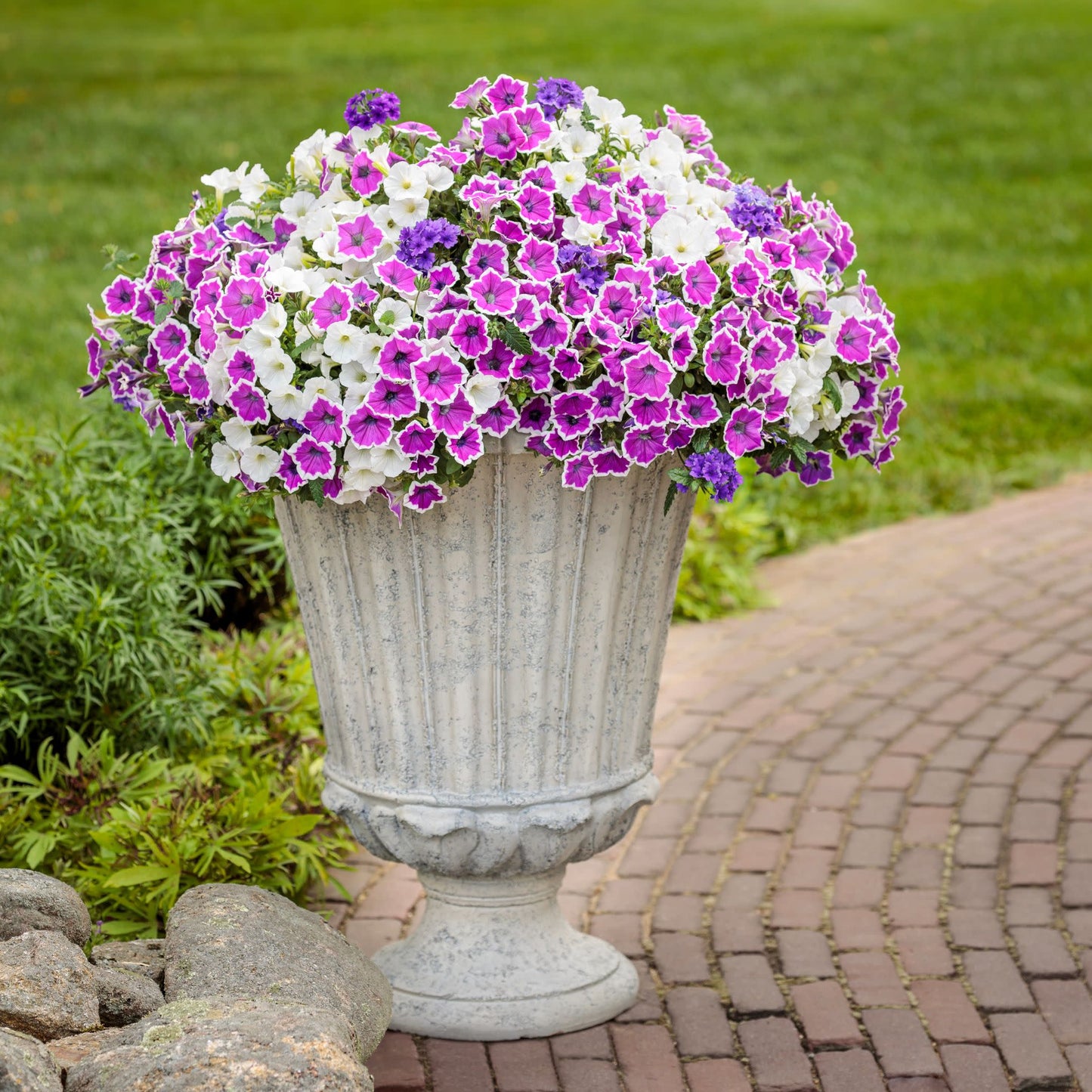 Superbena® Cobalt™ Verbena