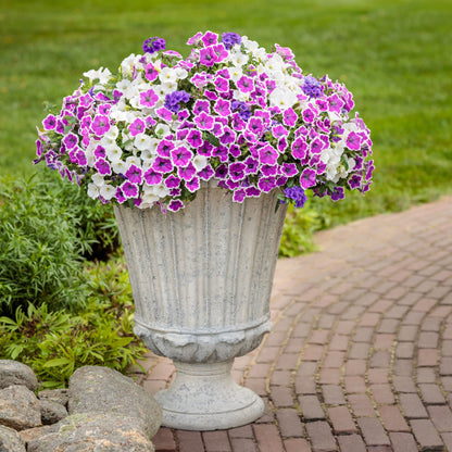 Superbena® Cobalt™ Verbena