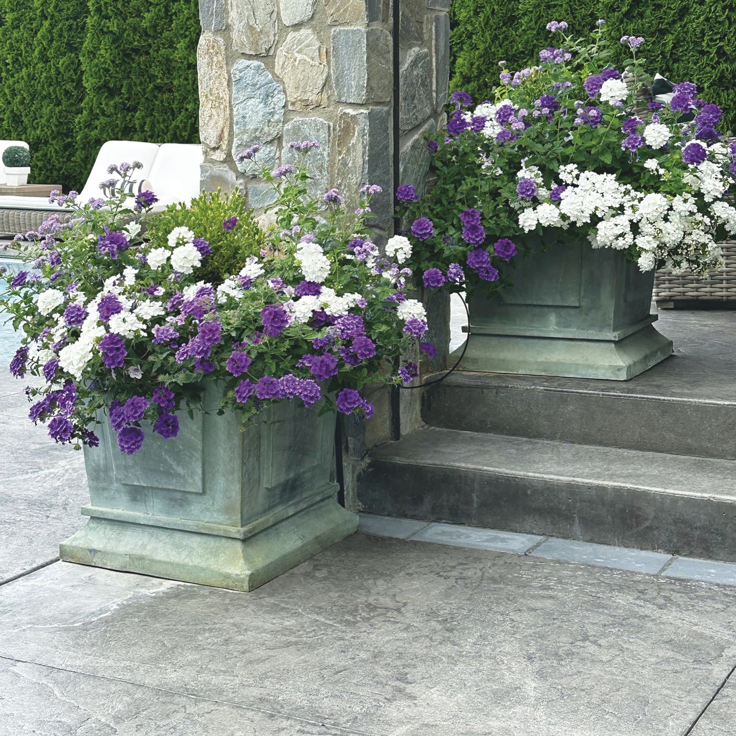 Superbena® Cobalt™ Verbena