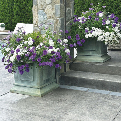 Superbena® Cobalt™ Verbena