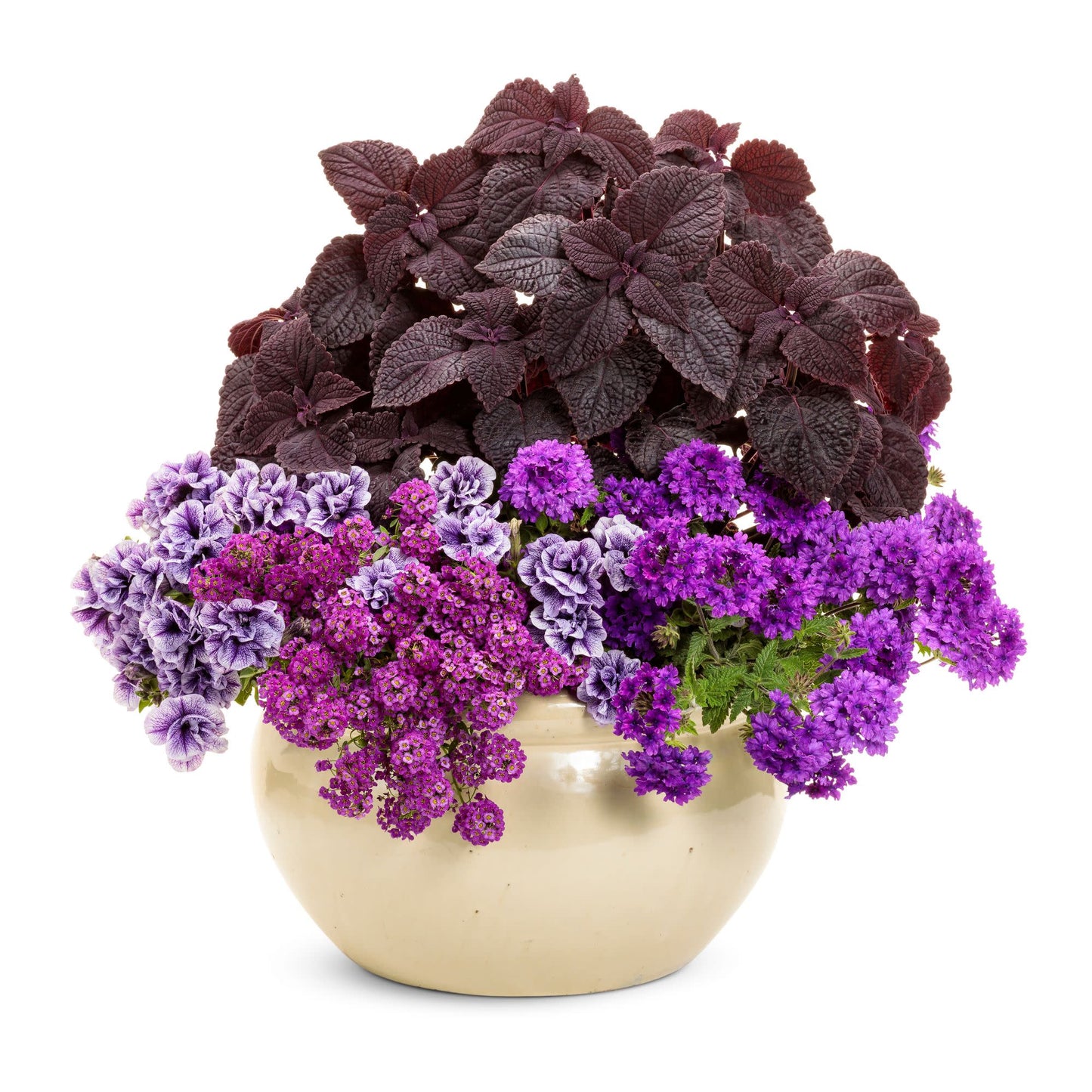 Superbena® Cobalt™ Verbena
