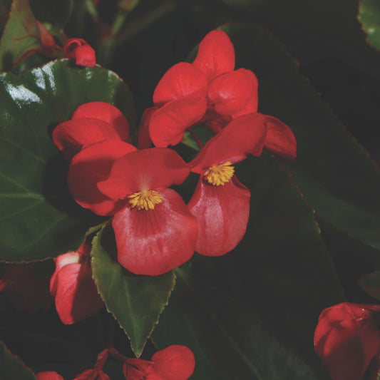 Proven Selections® Dragon Wing® Red Angelwing Begonia