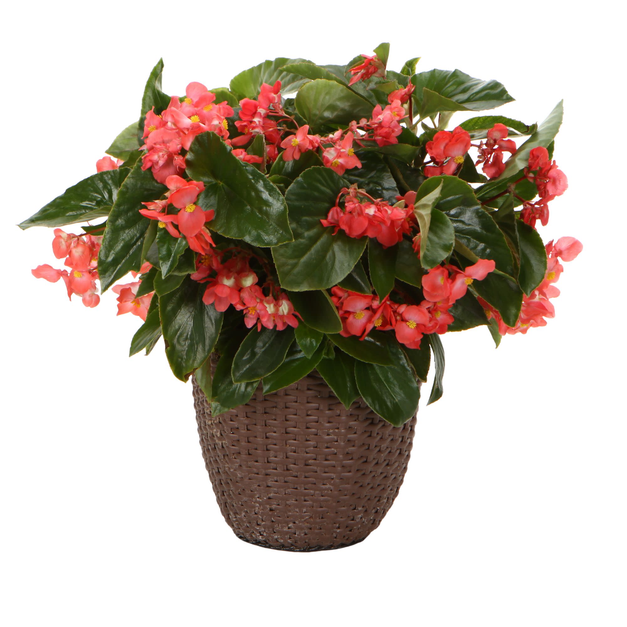 Proven Selections Dragon Wing Begonia