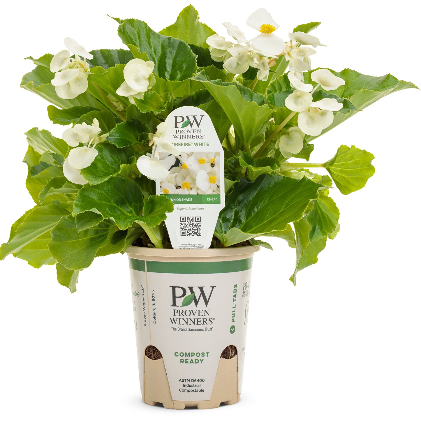 Surefire® White Begonia (benariensis)