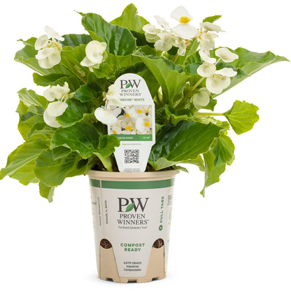 Surefire® White Begonia (benariensis)