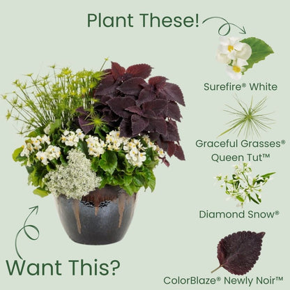 Surefire® White Begonia (benariensis)