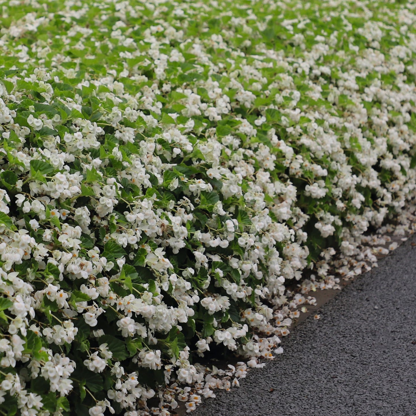 Surefire® White Begonia (benariensis)