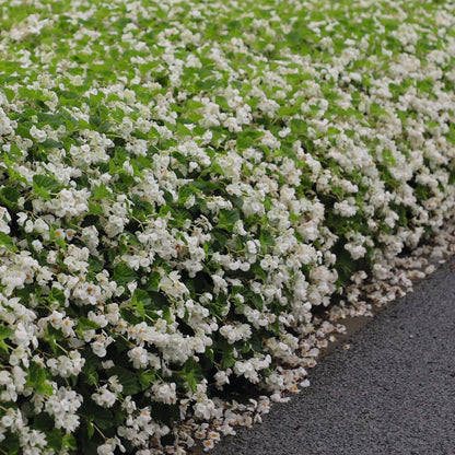 Surefire® White Begonia (benariensis)