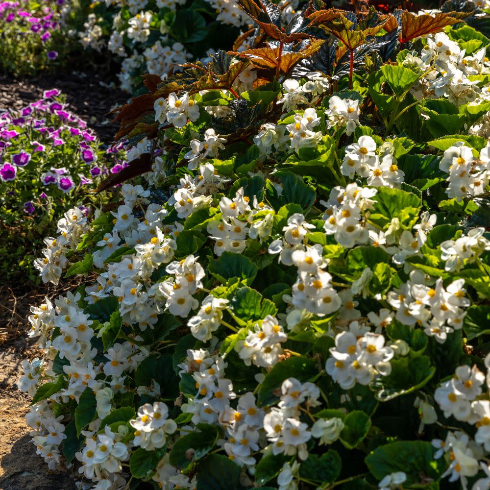 Surefire® White Begonia (benariensis)