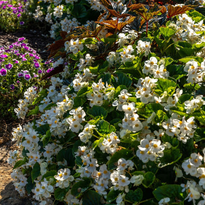 Surefire® White Begonia (benariensis)