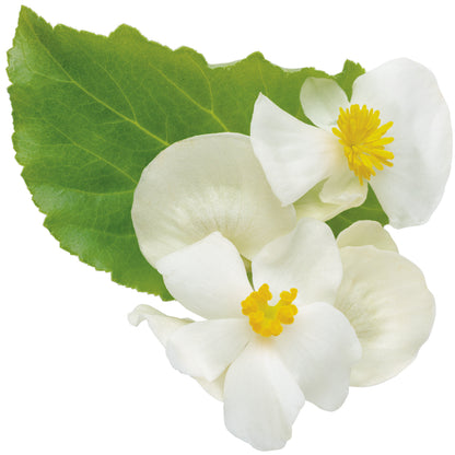 Surefire® White Begonia (benariensis)