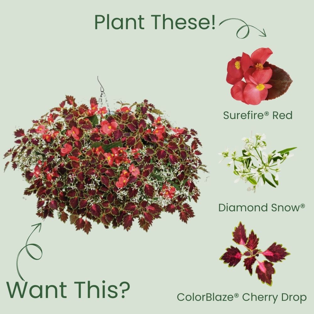 Surefire® Red Begonia (benariensis)