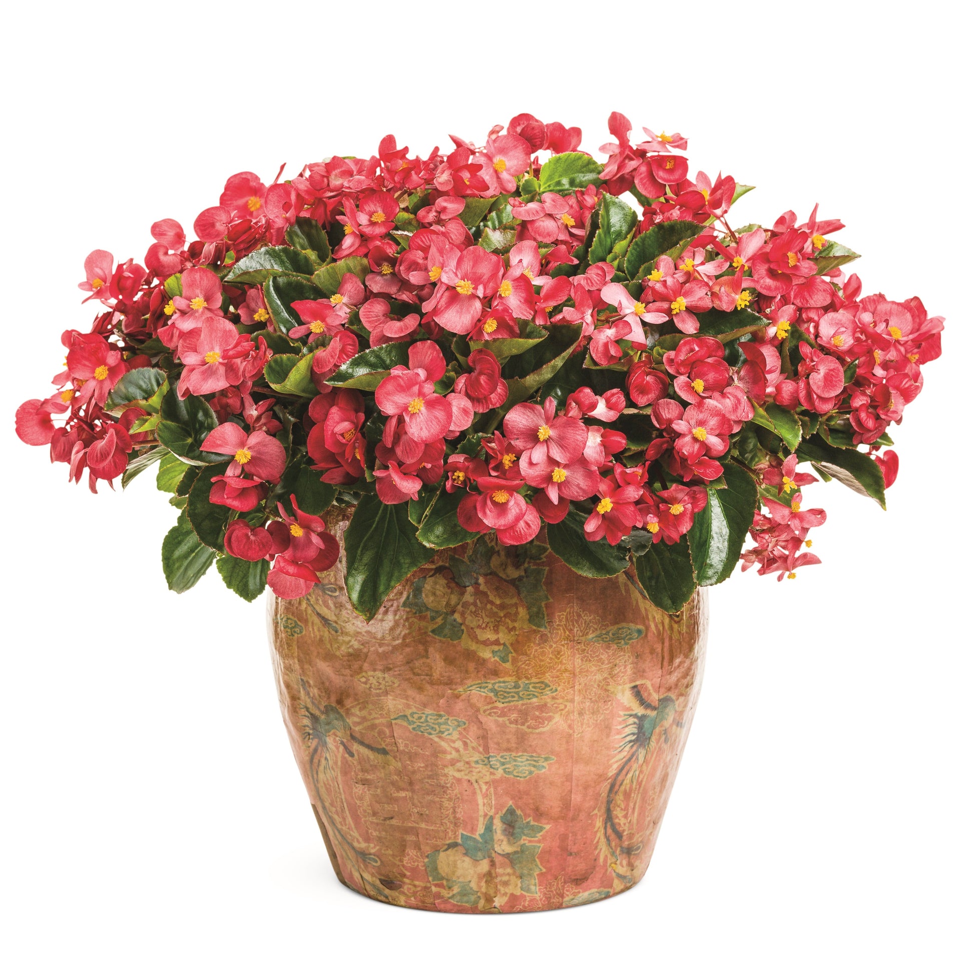 Surefire® Red Begonia in use.