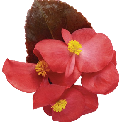 Surefire® Red Begonia (Begonia benariensis)