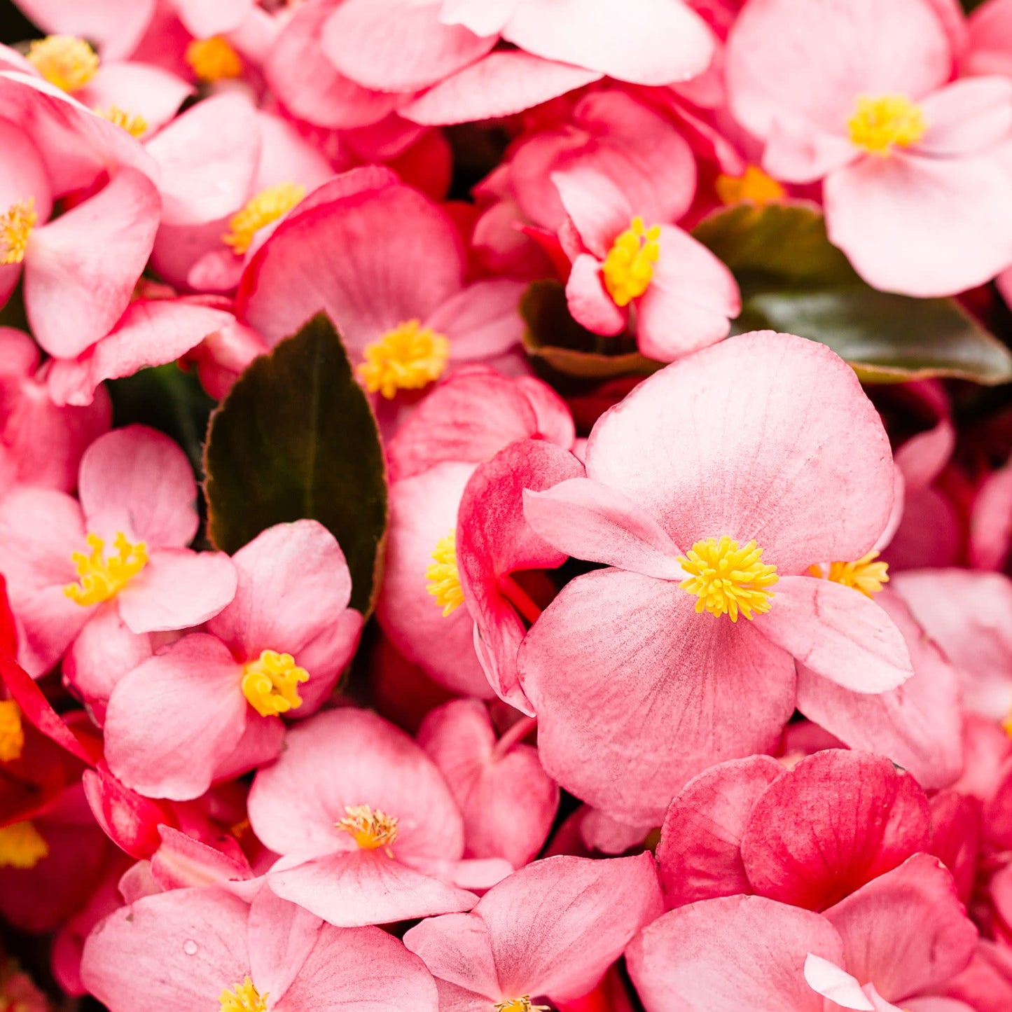 Surefire® Rose Begonia (benariensis)