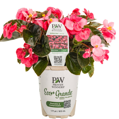 Surefire® Rose Begonia (benariensis)