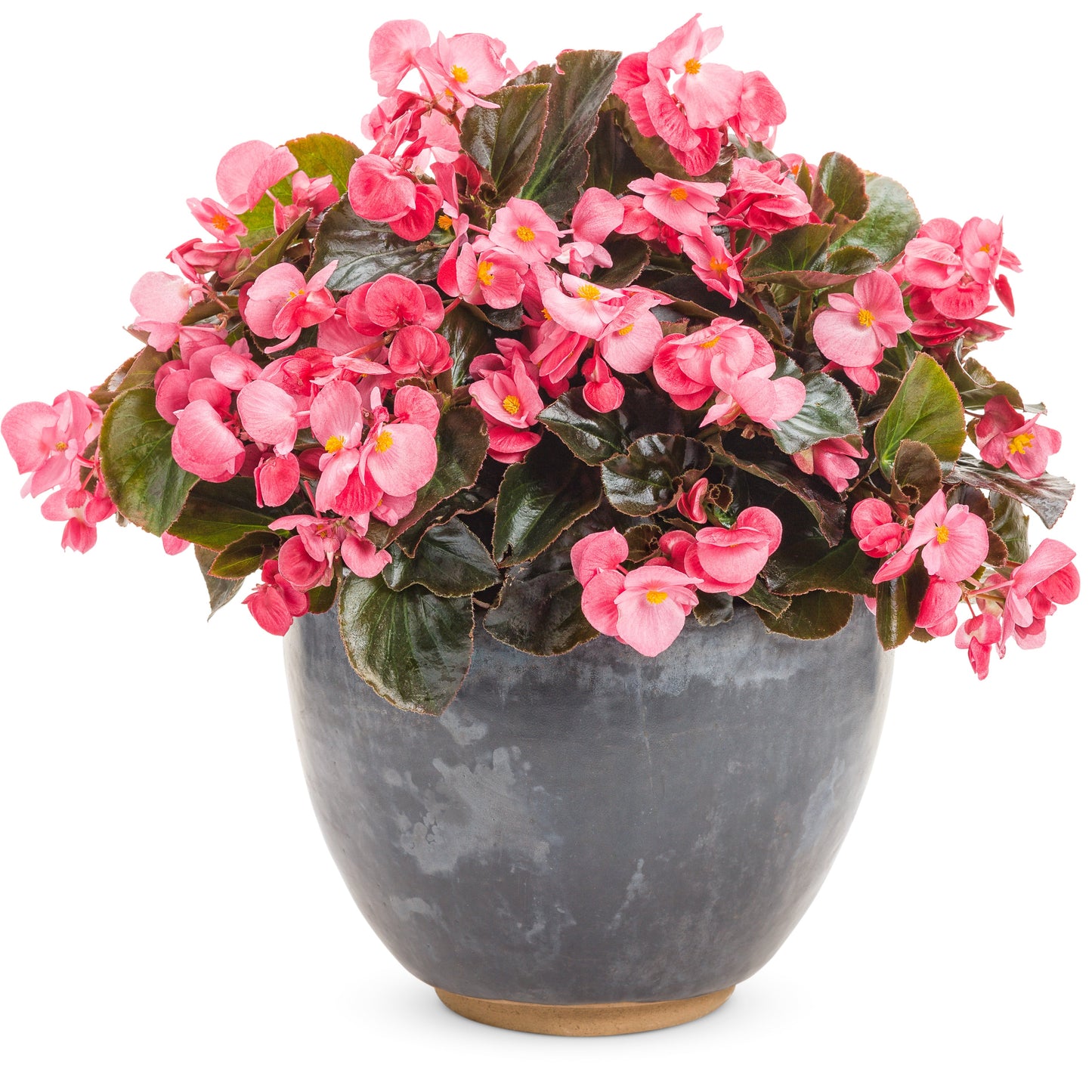 Surefire® Rose Begonia (Begonia benariensis)