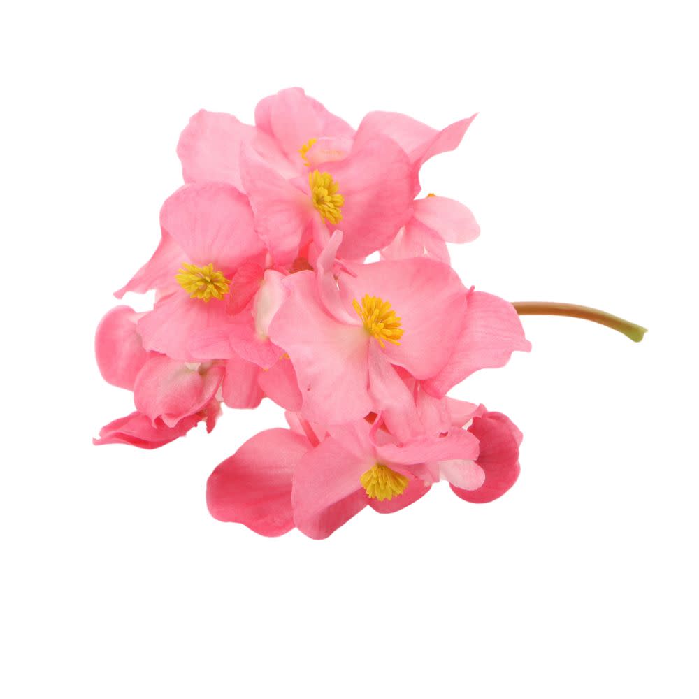 Surefire® Rose Begonia (Begonia benariensis)