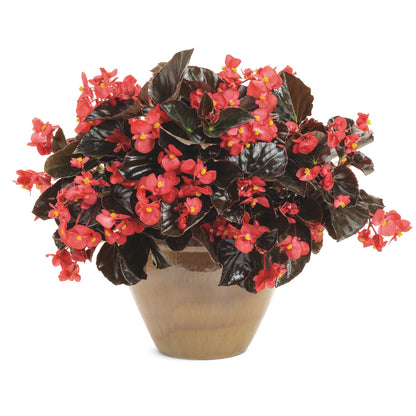 Surefire® Cherry Cordial™ Begonia (x hybrida)