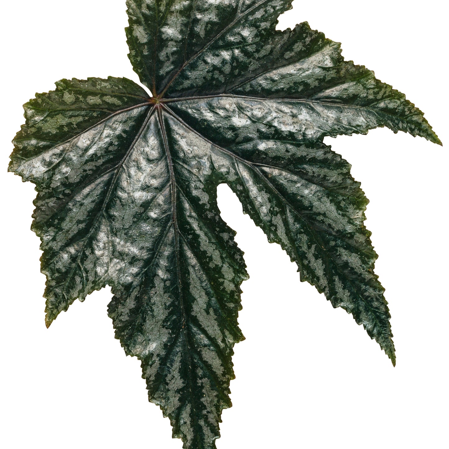 Pegasus® Begonia