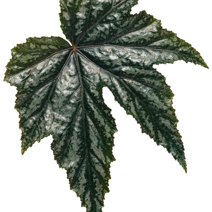 Pegasus® Begonia