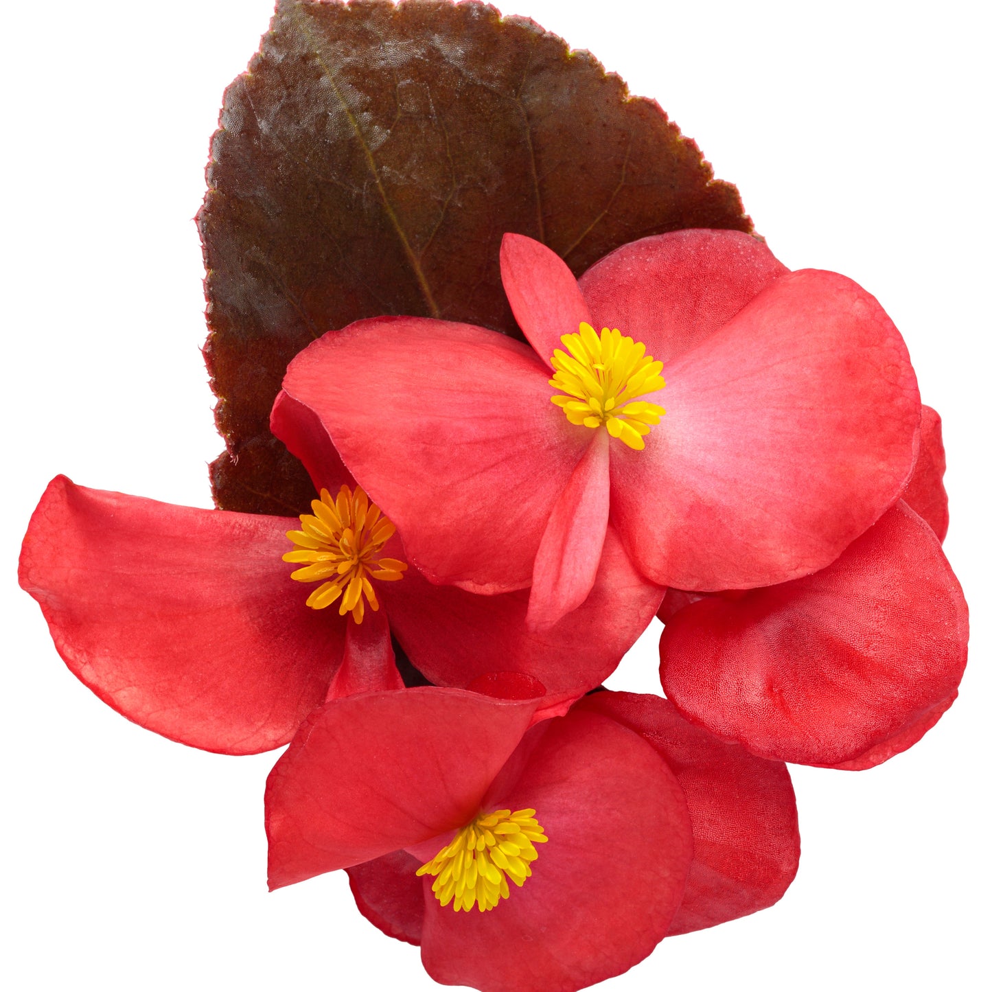 Surefire® Cherry Cordial™ Begonia (x hybrida)
