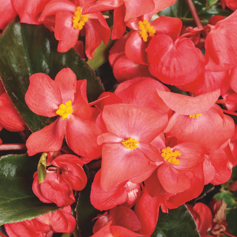 Surefire Cascade™ Red Begonia | Proven Winners® New Variety 2026
