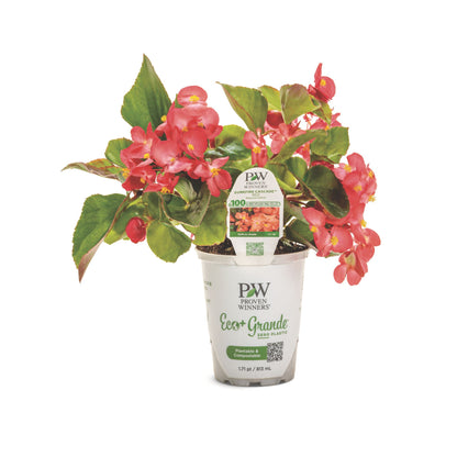 Surefire Cascade™ Red Begonia | Proven Winners® New Variety 2026