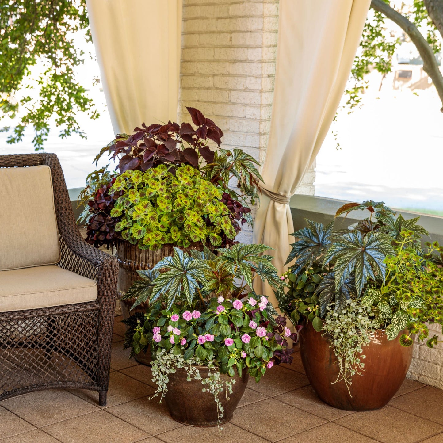 Pegasus® Begonia