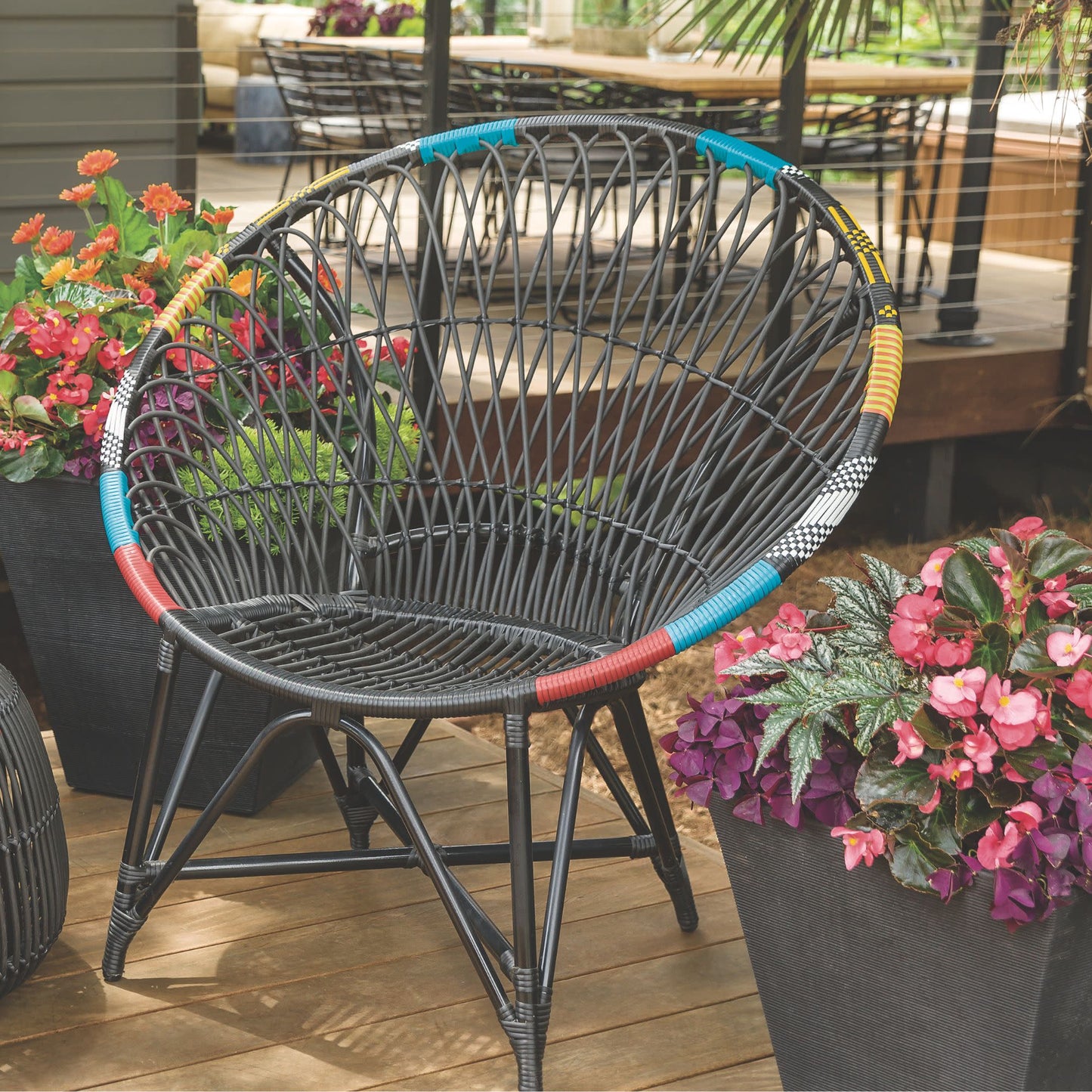 Pegasus® Begonia