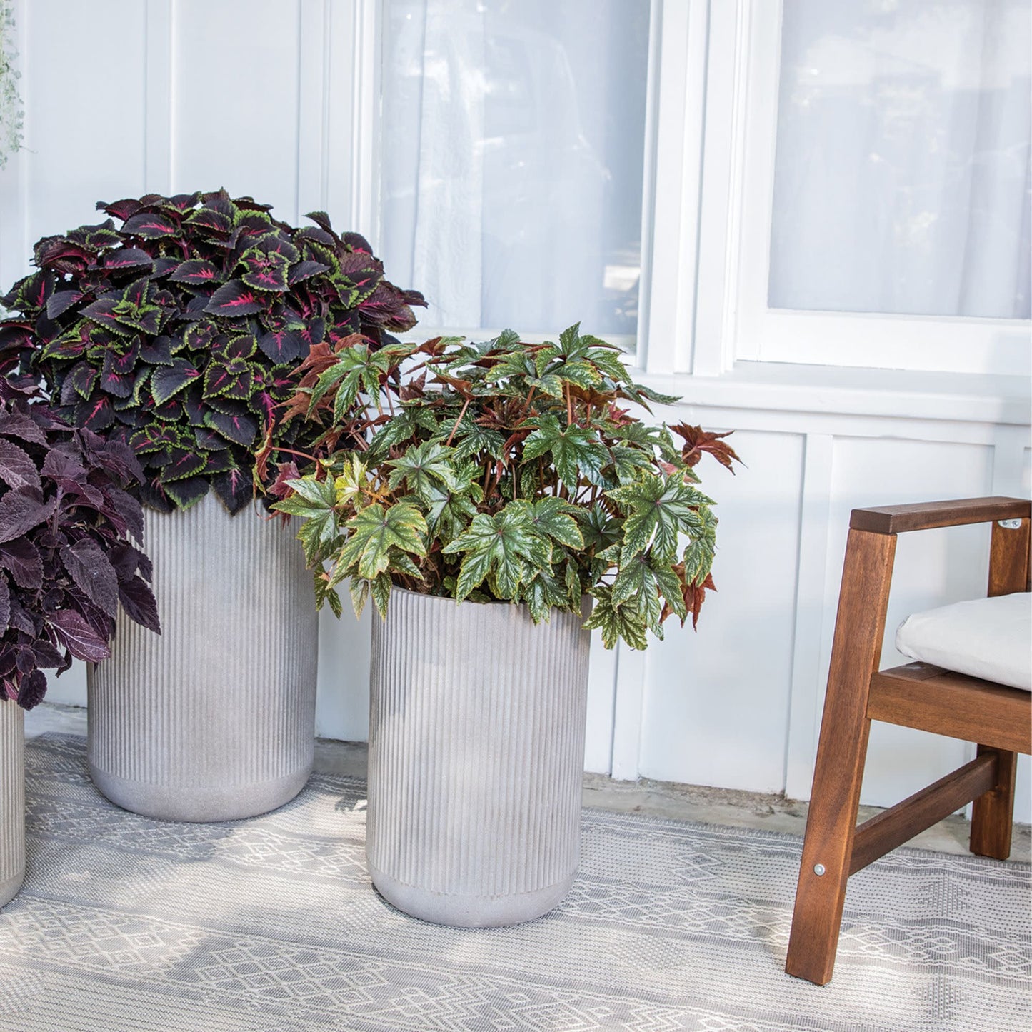 Pegasus® Begonia