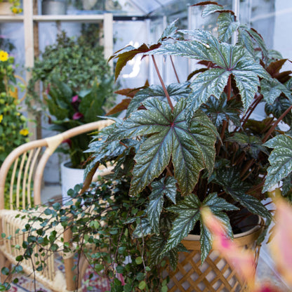 Pegasus® Begonia