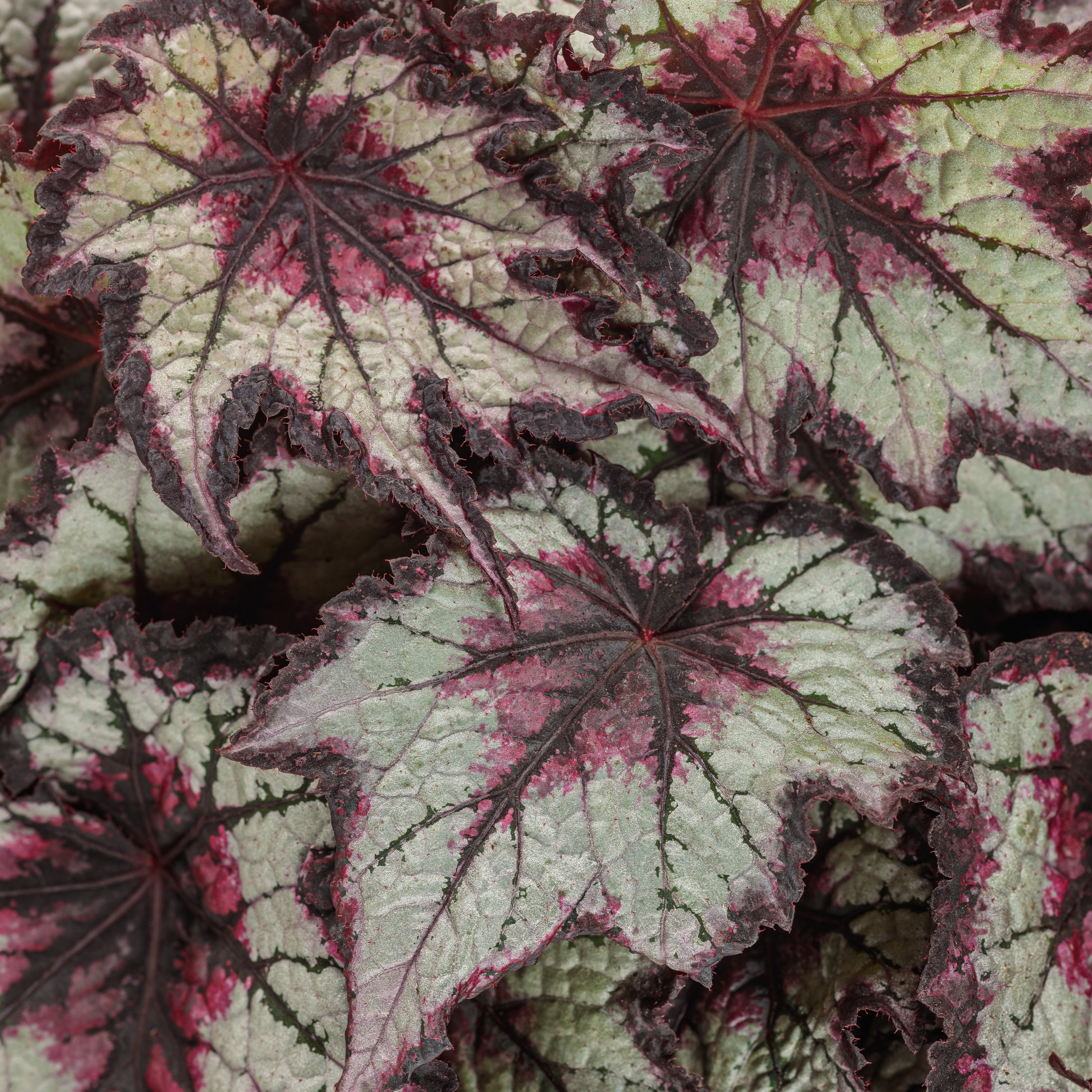 Rex Begonia | Space Age® Black Hole™ | Proven Winners® Annuals
